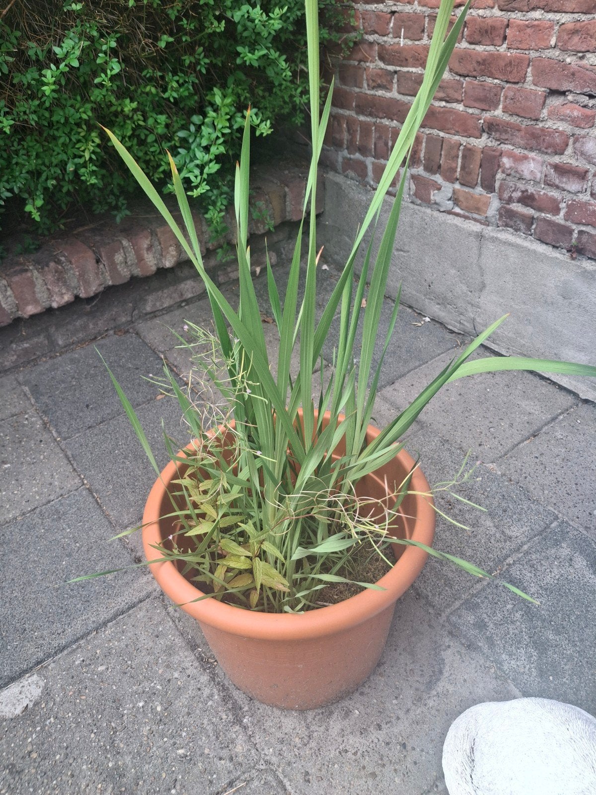 Gratis plant in pot, Ophalen
