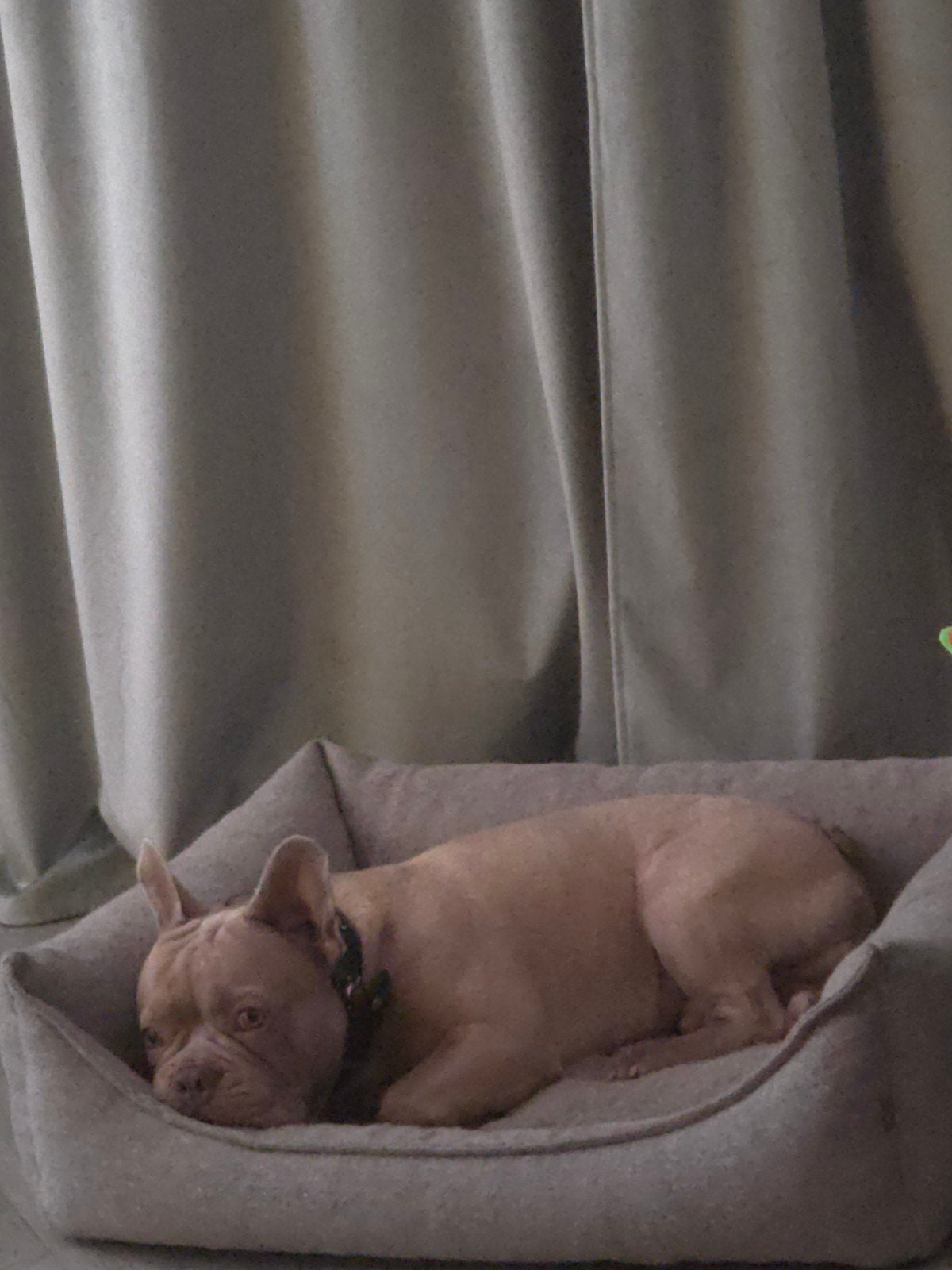 Kendji franse bulldog dek reu, Nederland, Reu, Meerdere, 3 tot 5 jaar