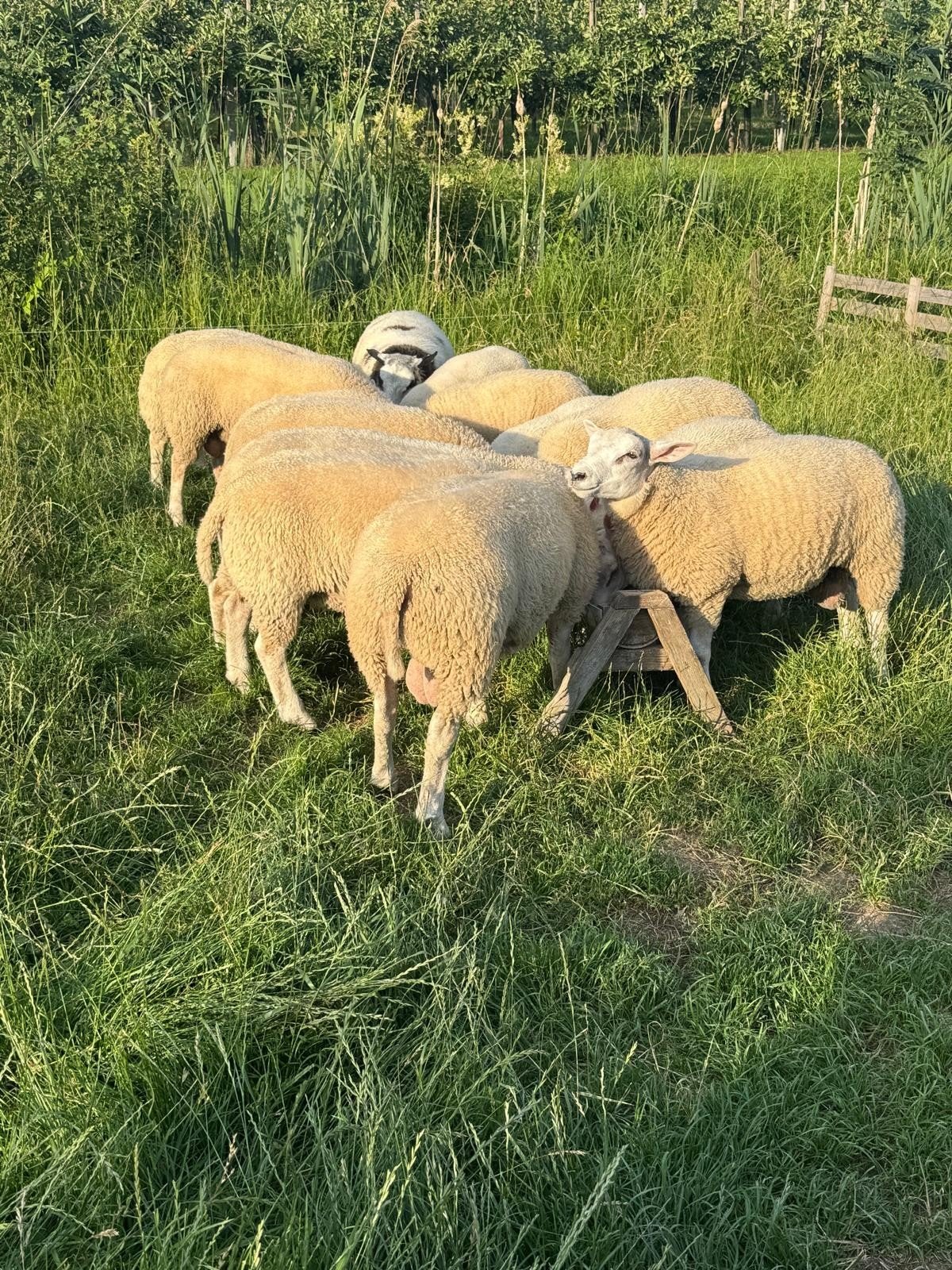 Te koop beste engelse texelaar dekrammen van 2,3 en 4ling, Dieren en Toebehoren, Meerdere dieren, Schaap