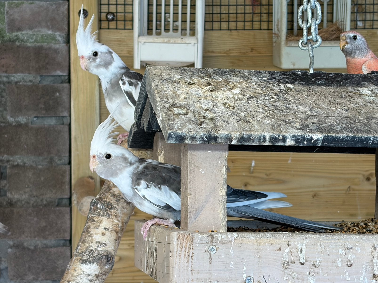 Jonge witmasker bonte valkparkieten 8wk perect tam te maken, Dieren en Toebehoren, Vogels | Overige Vogels, Meerdere dieren, Tam