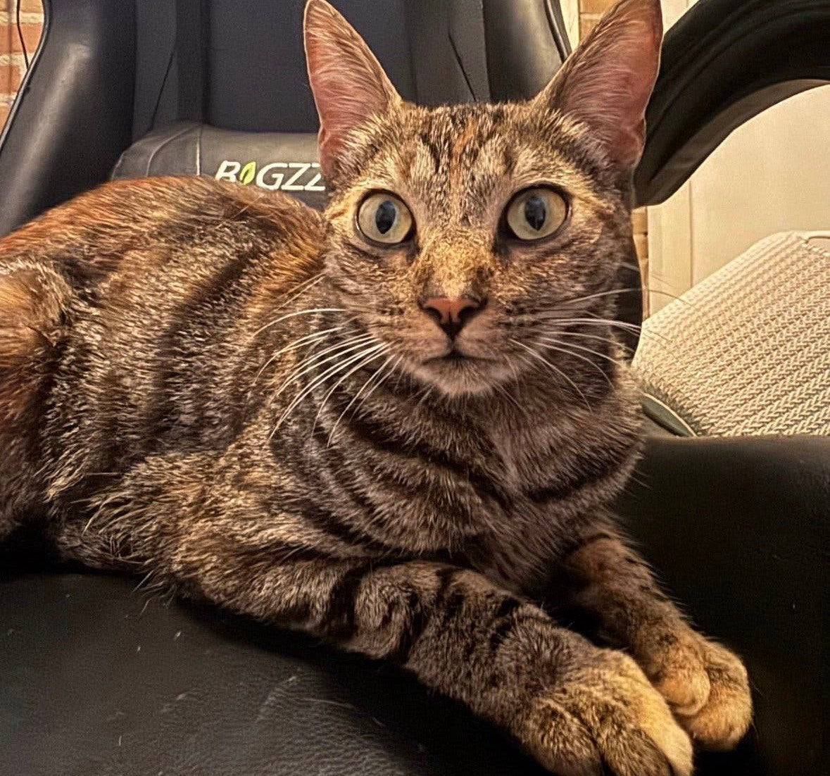 Lieve toyger kruising poes, Poes, Ontwormd, 0 tot 2 jaar