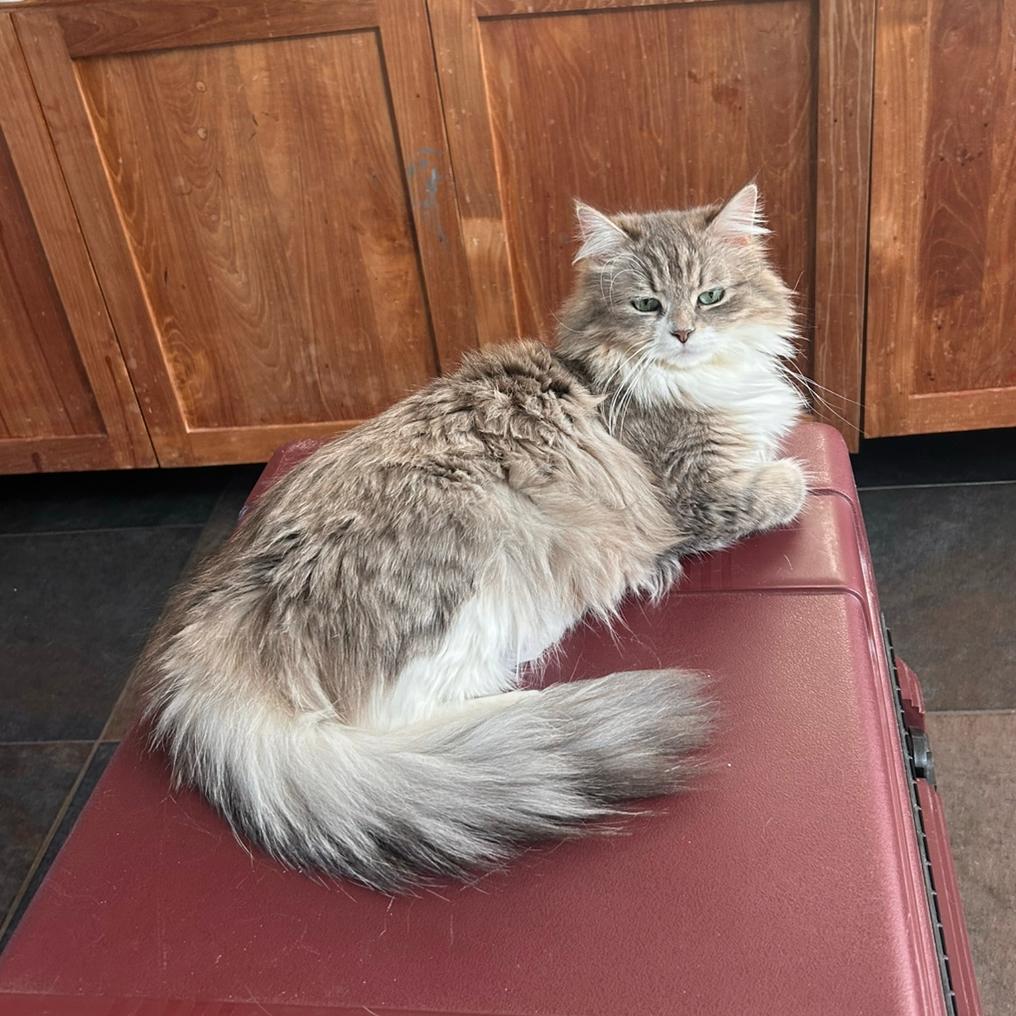Prachtige Siberische poes, 1,5 jr. wegens inkrimping Cattery, Dieren en Toebehoren, Poes, Gechipt, 0 tot 2 jaar