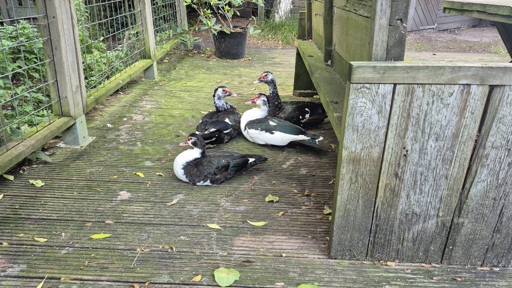 Volwassen muskus eenden, Dieren en Toebehoren, Meerdere dieren, Eend