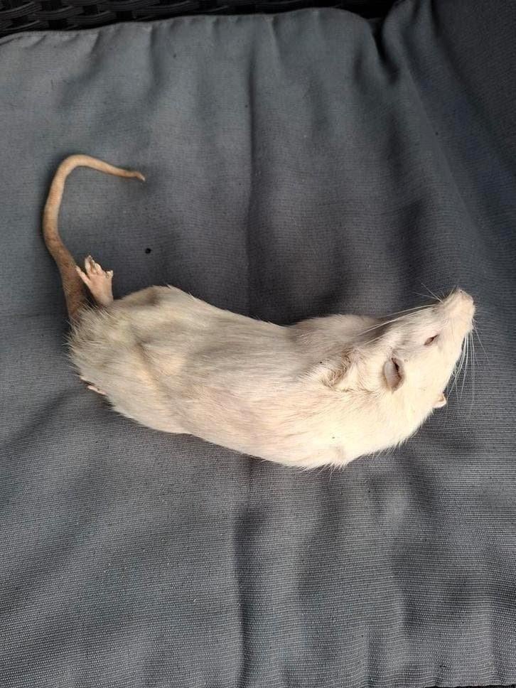 Diepvries ratten en degoes voor reptielen, Ophalen of Verzenden, Nieuw, Overige typen