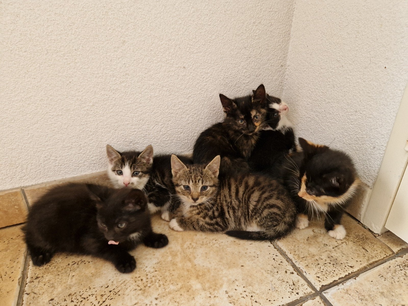 Kittens, Meerdere dieren