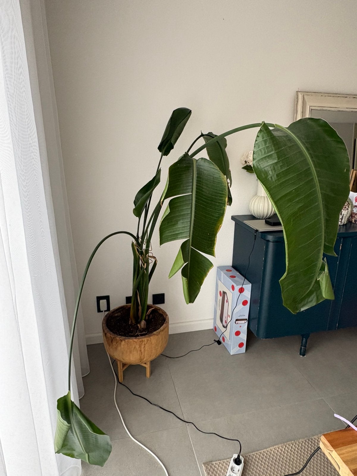 Planten, Ophalen, Halfschaduw, 200 cm of meer