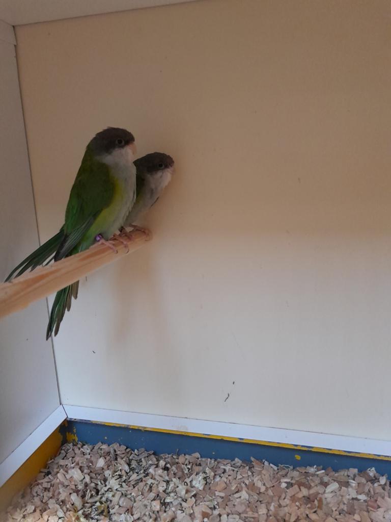Koppel 1 aymara parkieten, Dieren en Toebehoren, Meerdere dieren, Parkiet
