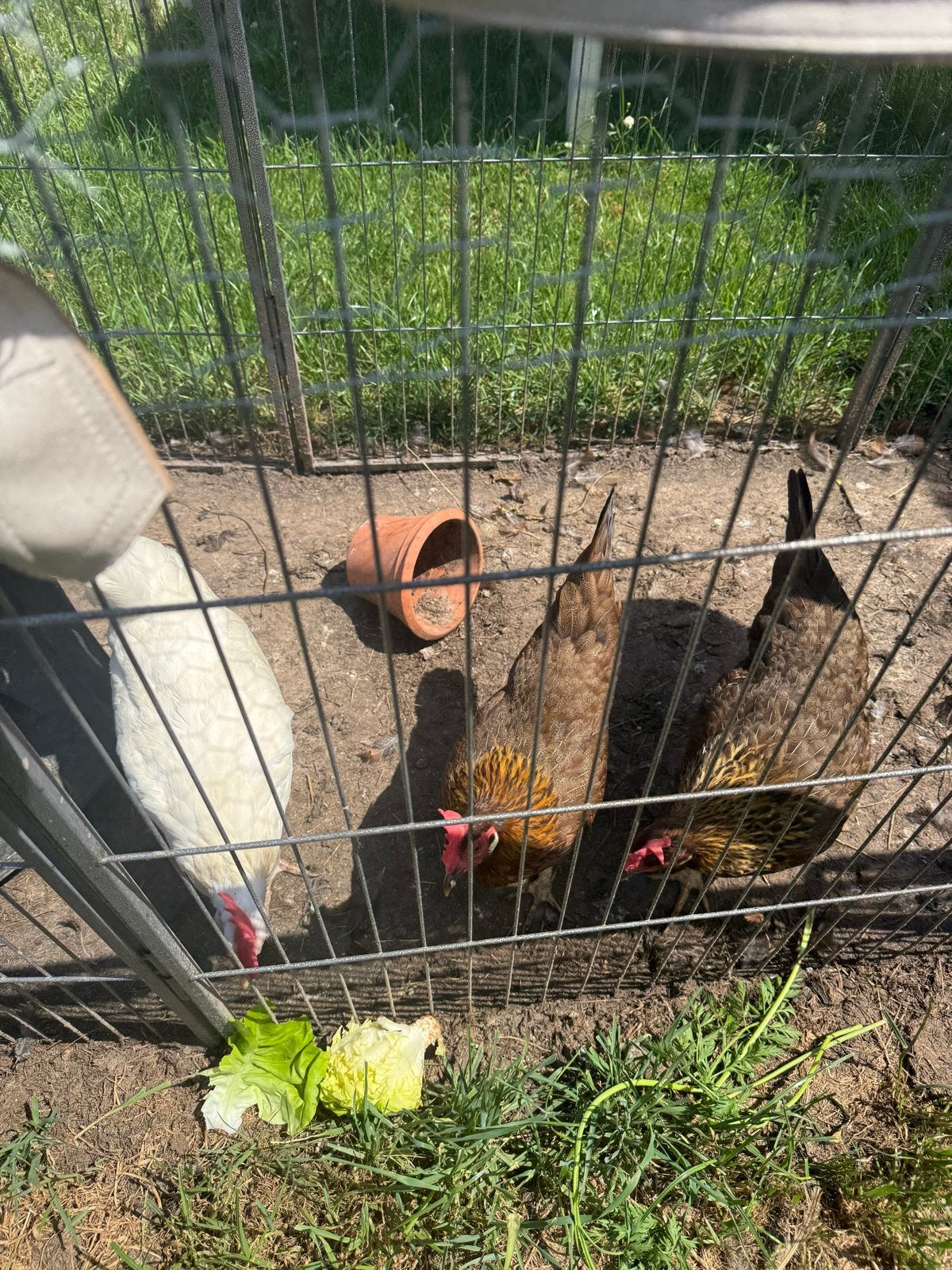 3 leg kippen, Dieren en Toebehoren, Vrouwelijk, Kip