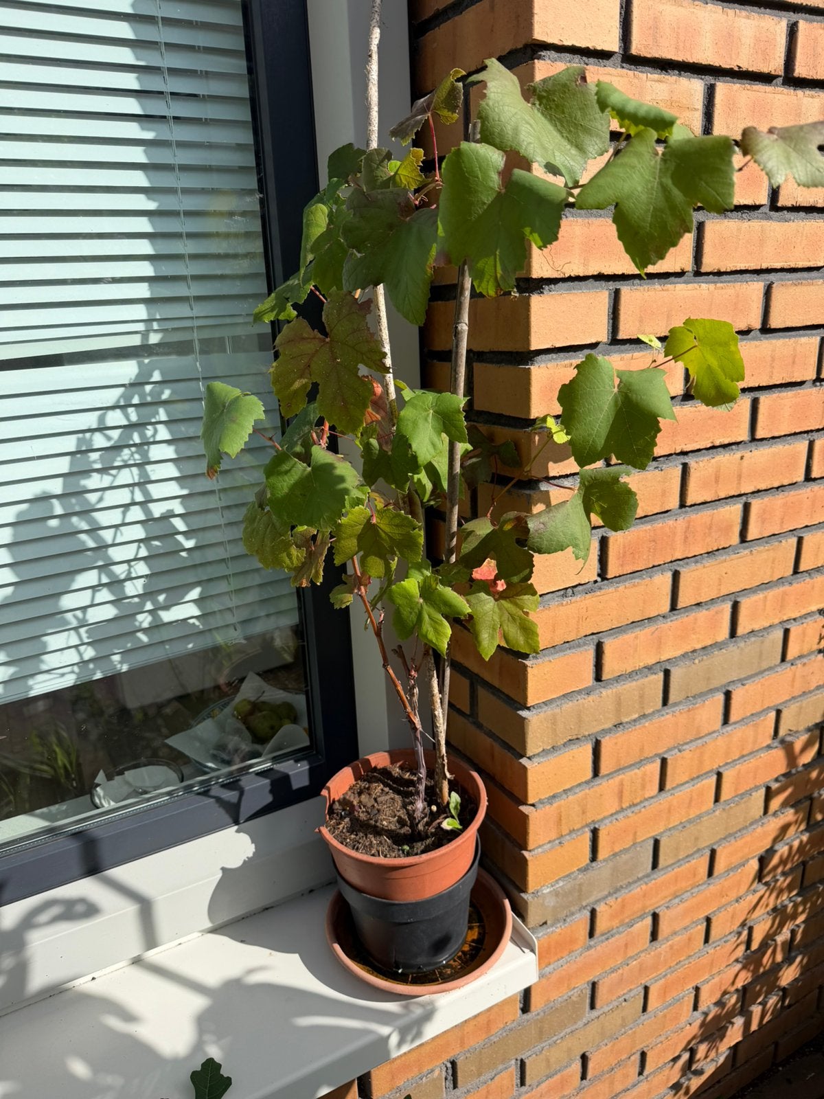 Zwarte druivenstruik, Ophalen, Volle zon, Vaste plant, Fruitplanten