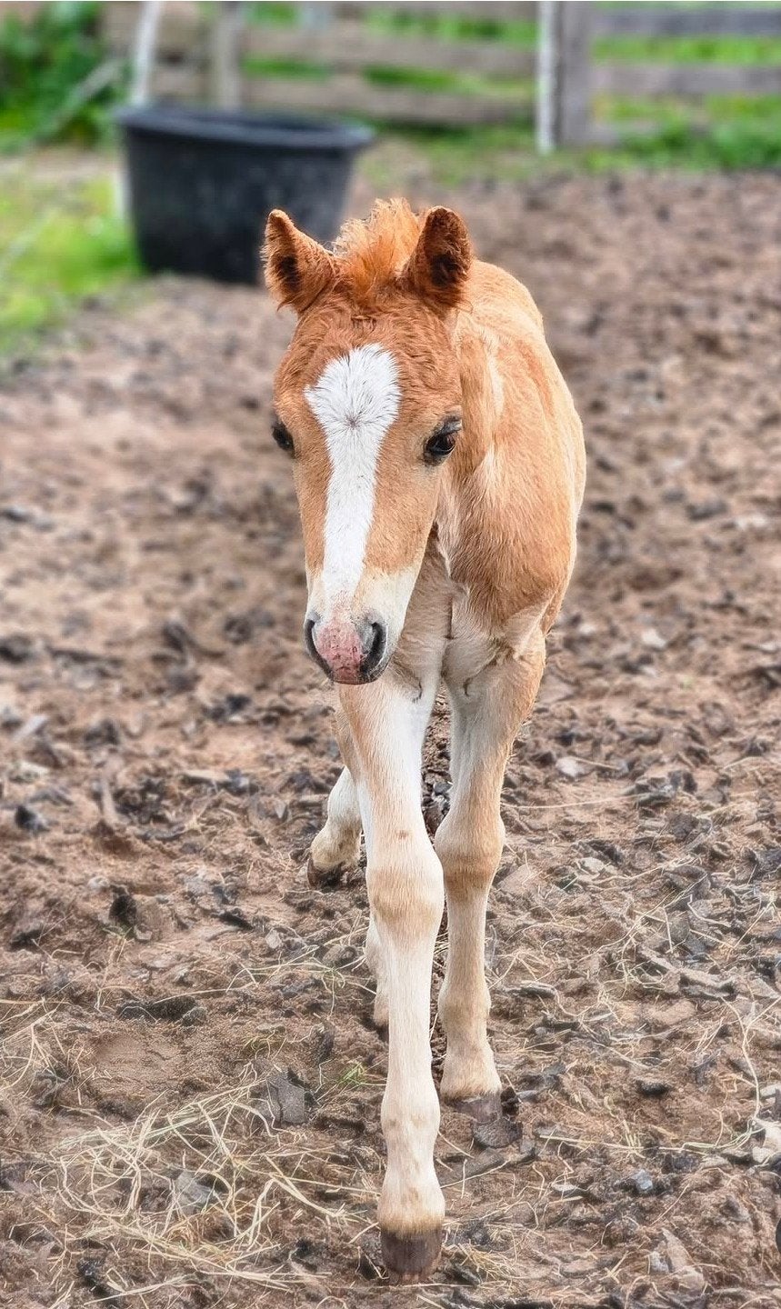 welsh hengstje, Minder dan 160 cm, Dressuurpaard, 0 tot 2 jaar, Hengst