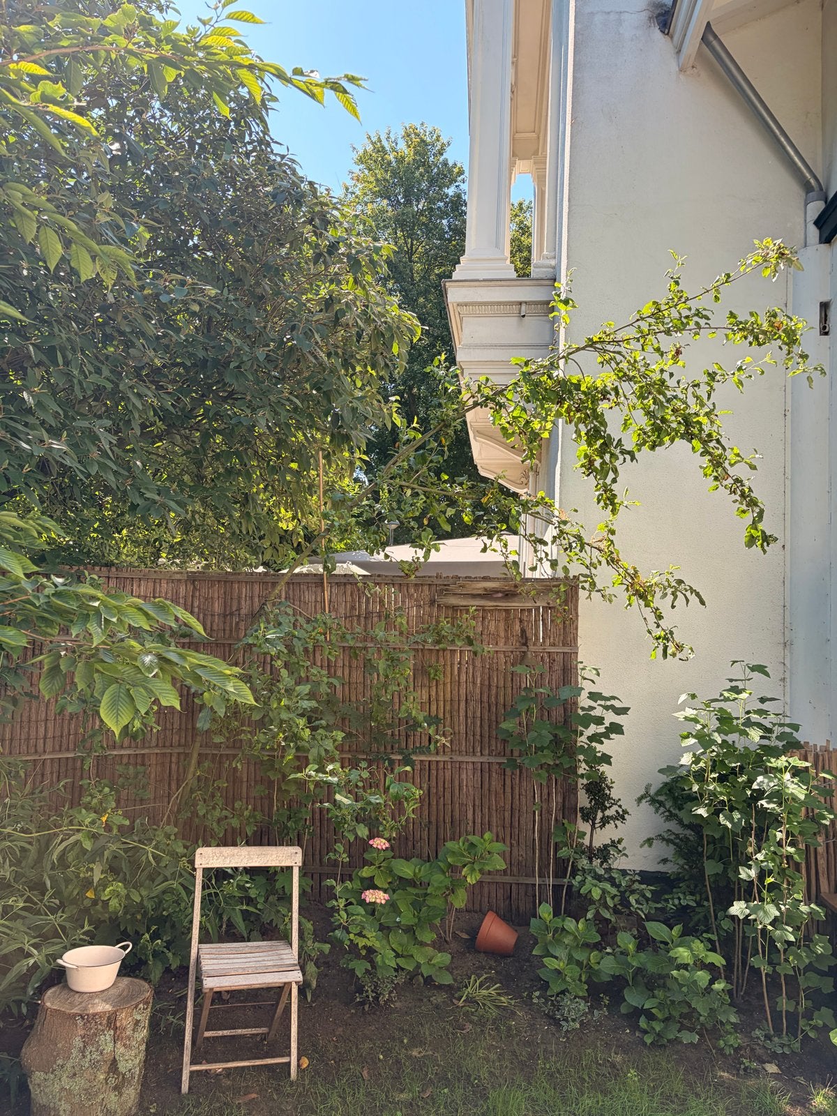 Appelboom te koop - (nog jonge) boom voor uw tuin, Tuin en Terras, Planten | Fruitbomen, Ophalen, Lente, Appelboom, Halfschaduw