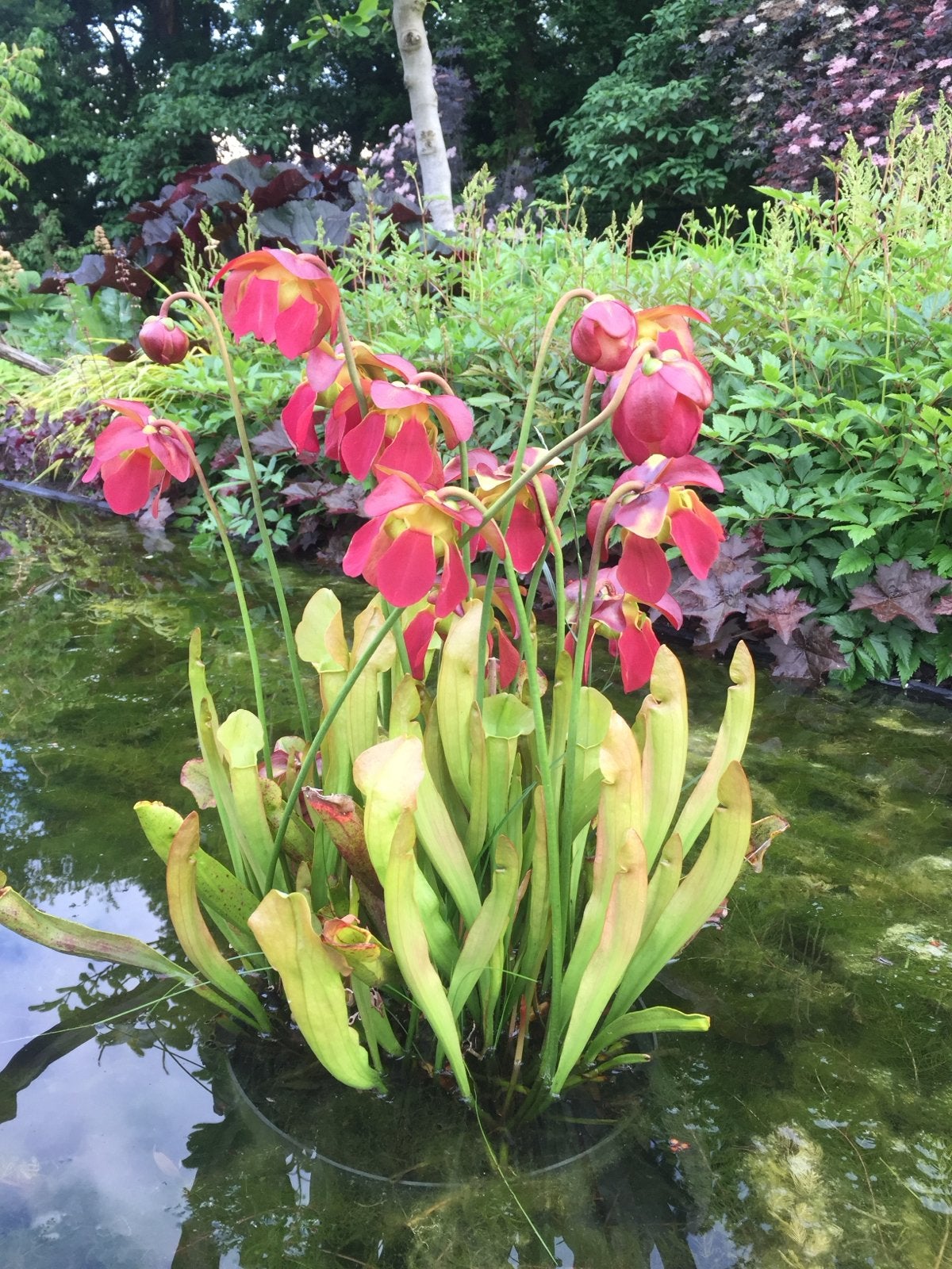Vleesetende plant - Sarracenia (Trompetbekerplant) Bio, Volle zon, Vaste plant, Lente, Ophalen