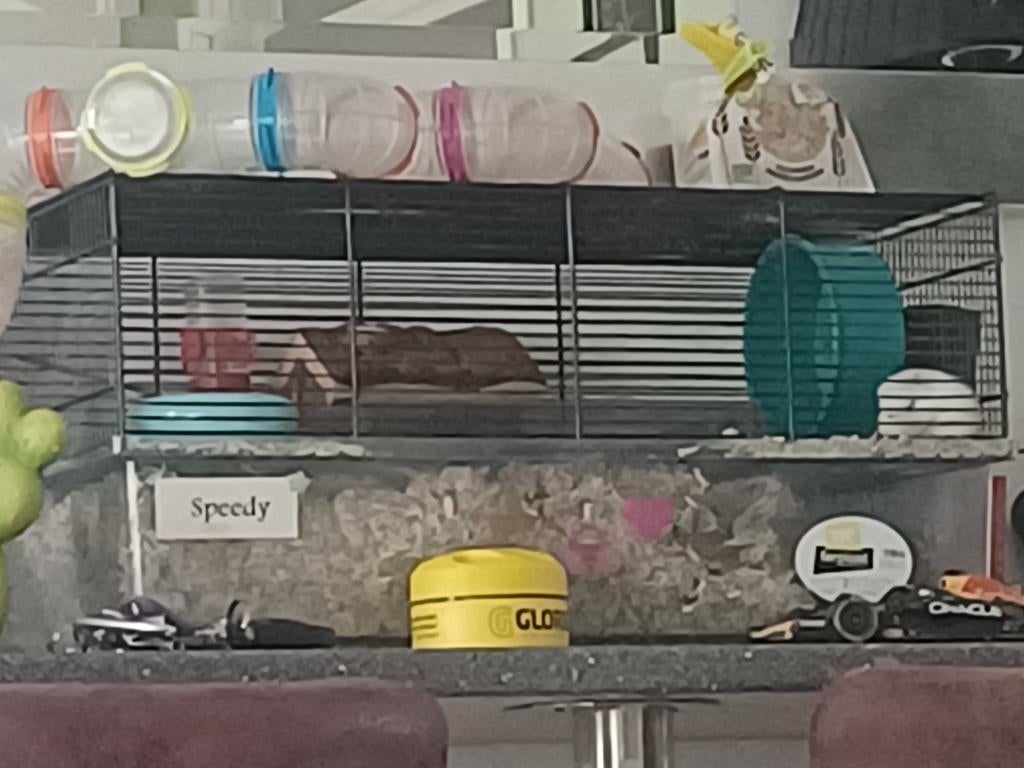 Hamsterkooi met hamster en vanalles erbij, Augustus, Mannelijk, Hamster