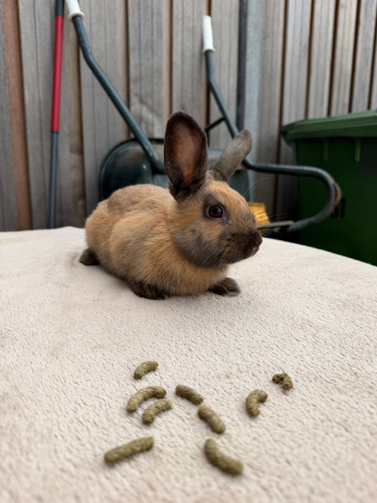 Vrouwtjes konijn te koop – Mini Lop/Leeuwenkop, Dieren en Toebehoren, Vrouwelijk, Dwerg, 0 tot 2 jaar