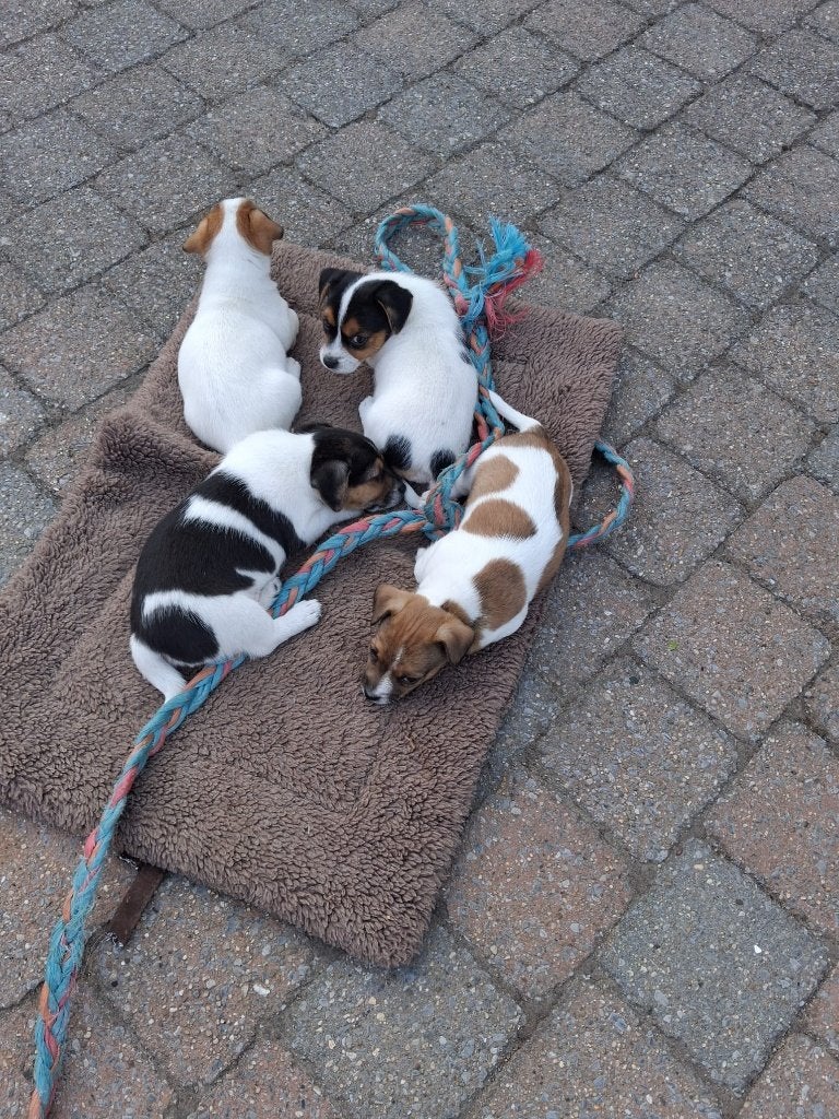 Jack Russell pups te koop, mogen direct mee, Parvo, Jack Russell Terriër, 8 tot 15 weken, Meerdere