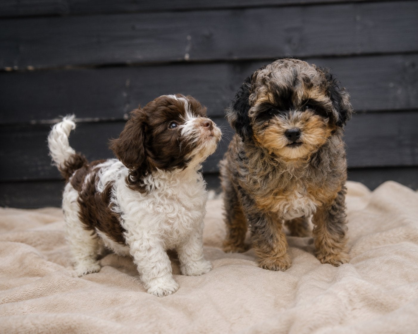 Maltipoo, Dieren en Toebehoren, Honden | Niet-rashonden, 8 tot 15 weken, CDV (hondenziekte), Meerdere, Meerdere dieren