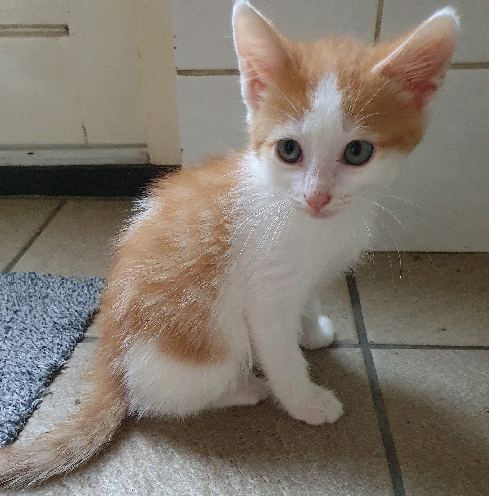 Lieve tamme kittens, Meerdere dieren