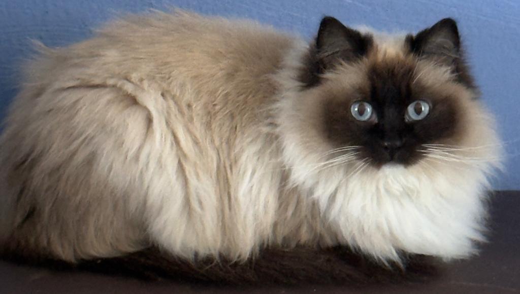 Ragdol poes, Dieren en Toebehoren, Katten en Kittens | Raskatten | Langhaar, Poes, Gechipt, 3 tot 5 jaar