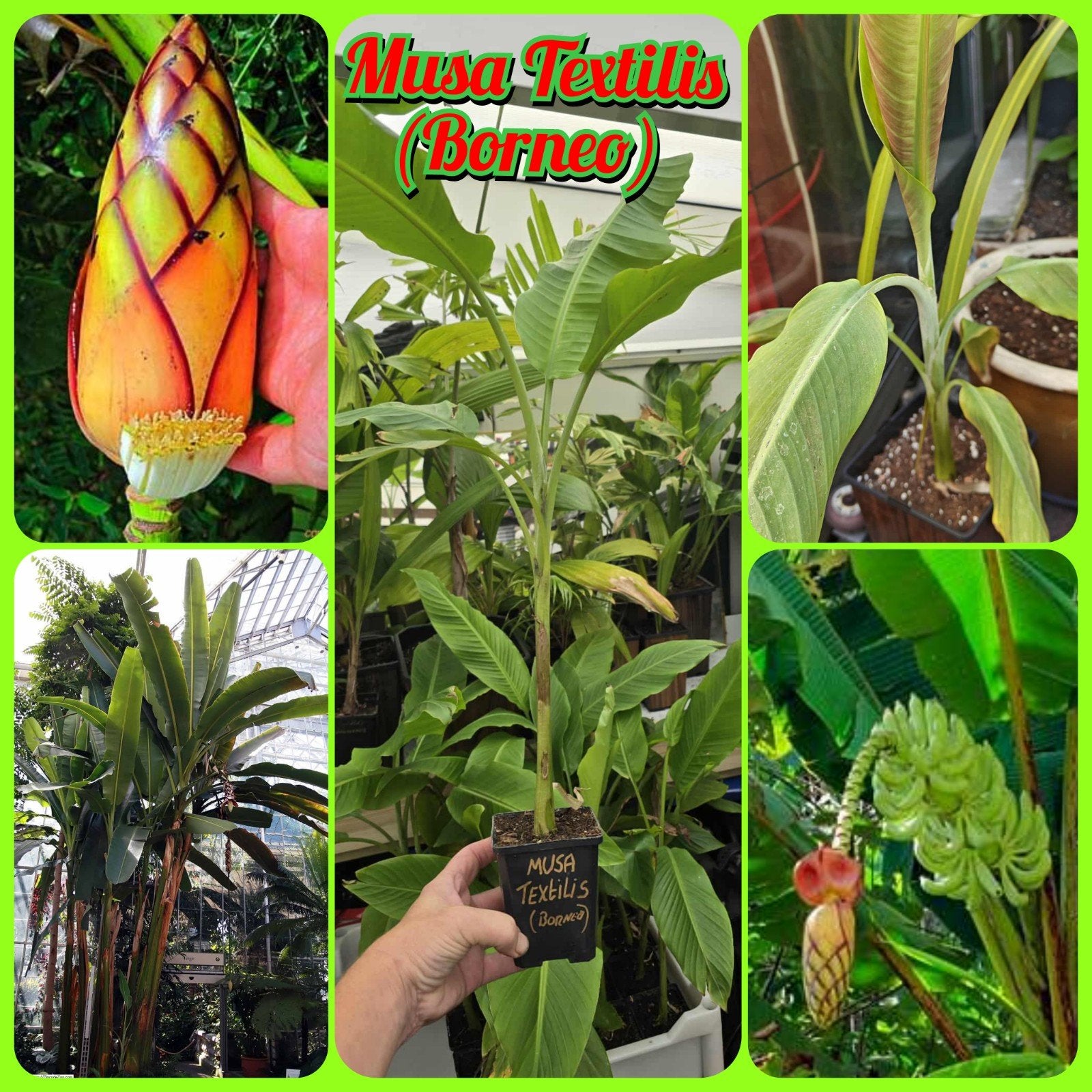 Musa Textilis (Borneo), Tuin en Terras, Ophalen, Volle zon