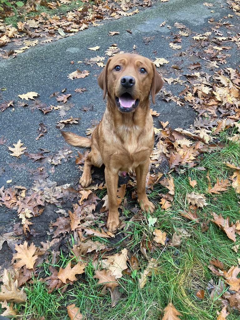 Ter dekking aangeboden Foxred Labrador reu, Dieren en Toebehoren, Reu, Eén hond, 3 tot 5 jaar, Nederland