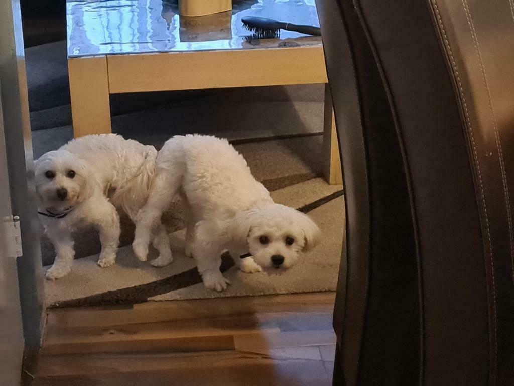 Dekreu prachtige gezonde Maltezer. NIET TE KOOP, Dieren en Toebehoren, Particulier, Reu, Buitenland, Parvo