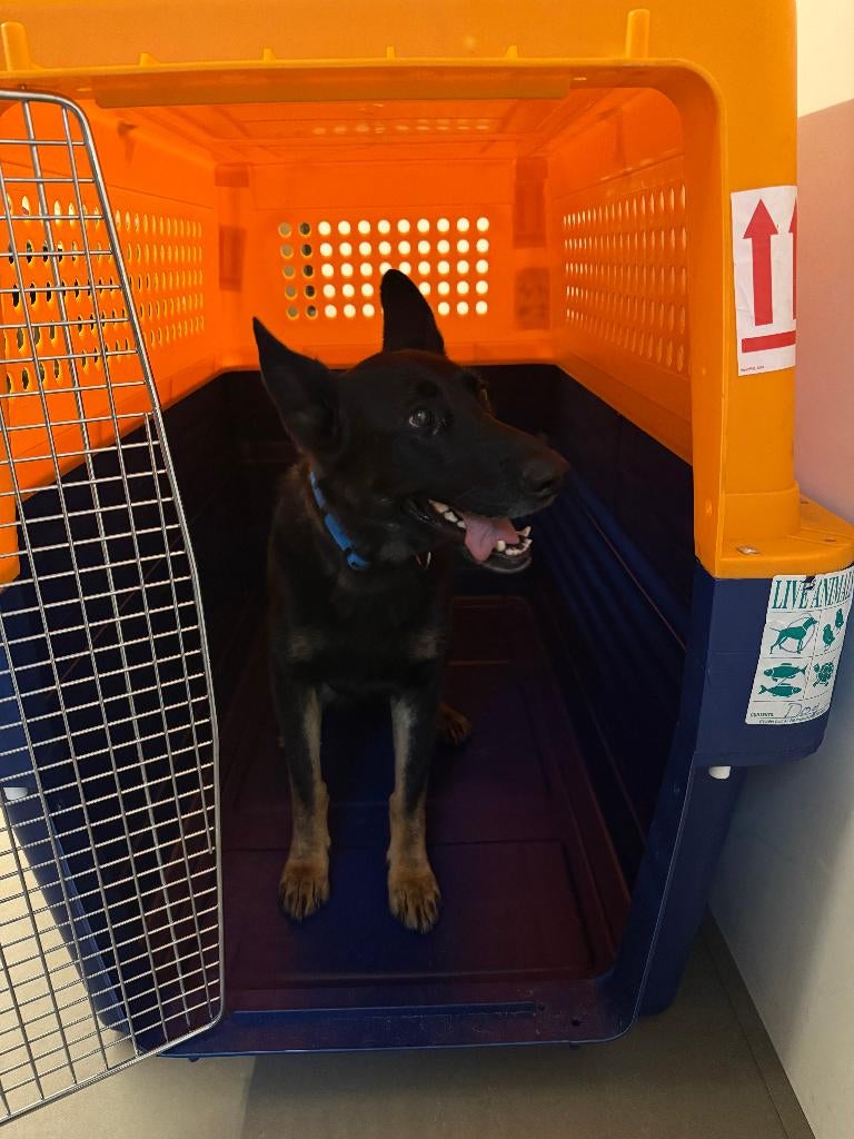 Dog Travel Crate for XL Dogs, Dieren en Toebehoren, Hondenbenches, Zo goed als nieuw, Ophalen