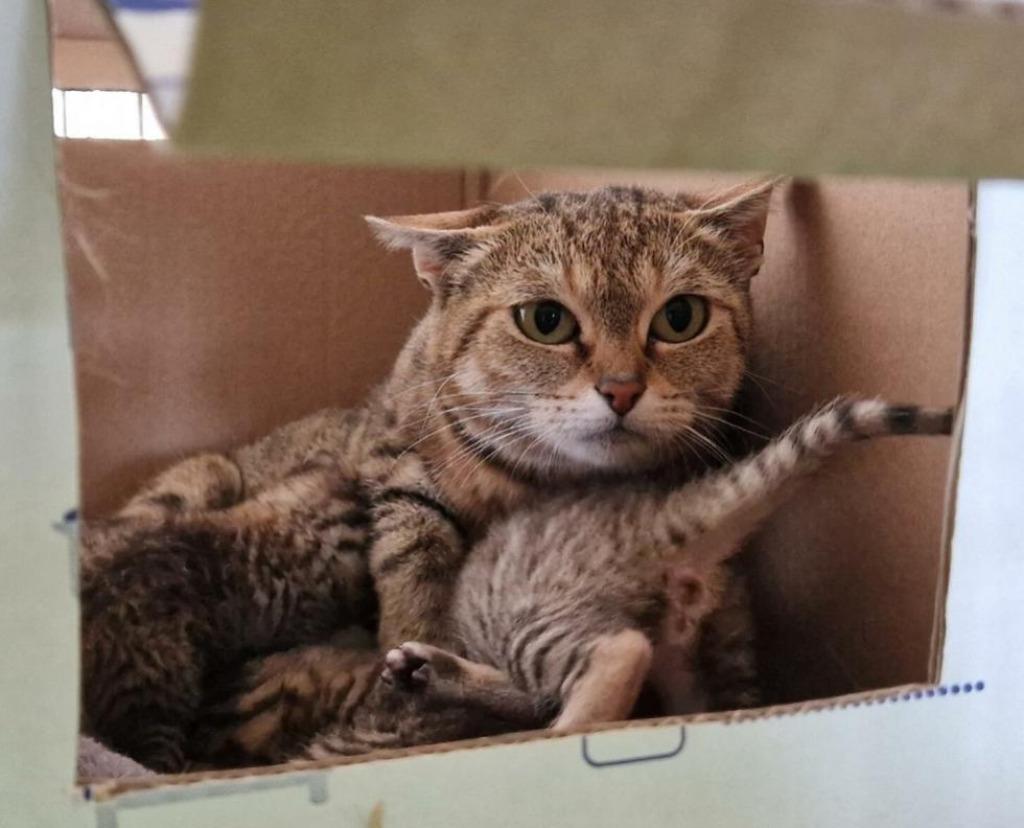 Gastgezinnen gezocht, Kater, 0 tot 2 jaar