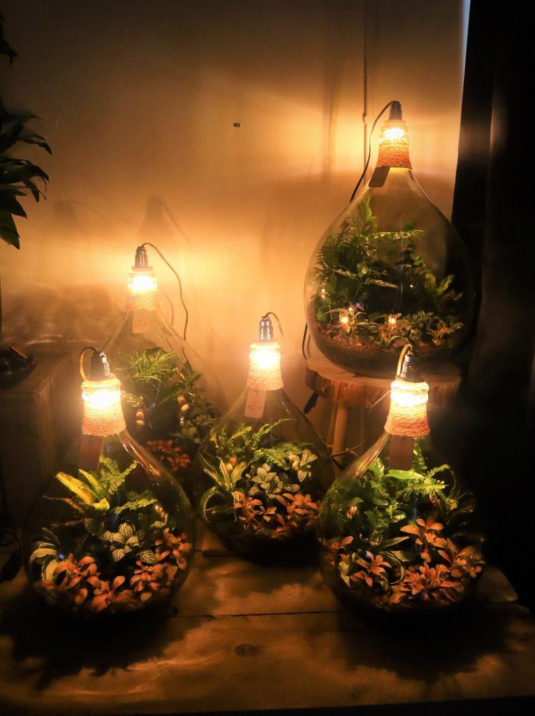 Ecosysteem/flessentuin/planten terrarium met lamp, Huis en Inrichting, Kamerplanten, Overige soorten, Minder dan 100 cm, Groene kamerplant