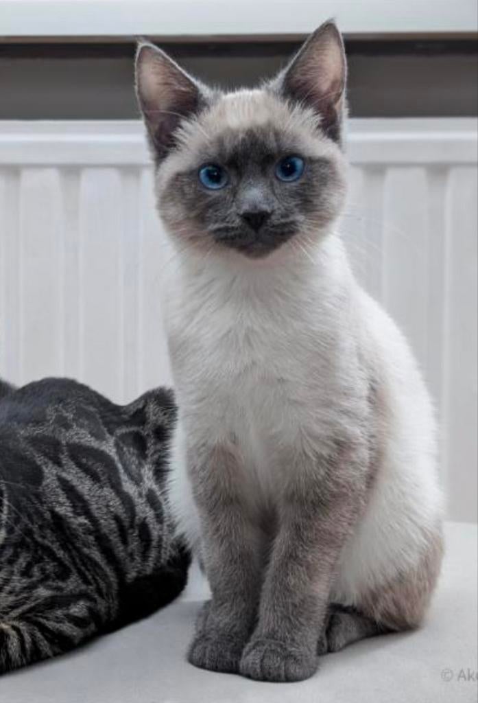 BELONING Siamese kitten Vermist - Omgeving Zuurland Brielle, Dieren en Toebehoren, Kat