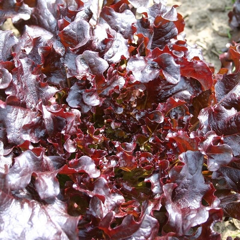 Uit de biologische moestuin: pluksla, rood salad bowl,zaden, Ophalen of Verzenden, Voorjaar, Halfschaduw, Zaad