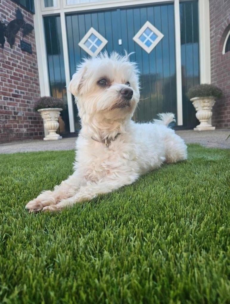 Kleine maltezer dekreu, Dieren en Toebehoren, Reu, Eén hond, 3 tot 5 jaar, Nederland