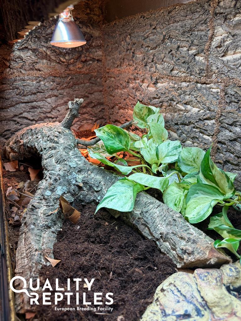 reuzenblauwetongskink - tiliqua gigas - met of zonder terra, Dieren en Toebehoren, Reptielen en Amfibieën, Hagedis, 0 tot 2 jaar