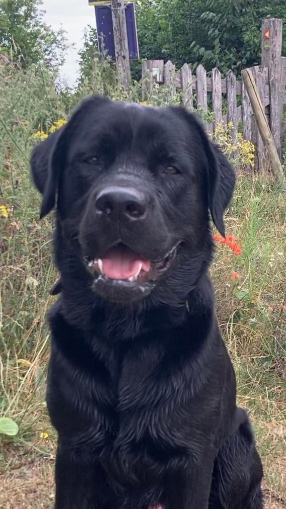 Labrador dekreu ( niet te koop!!!!) heeft ervaring!, Dieren en Toebehoren, Honden | Dekreuen, Reu, Parvo, Eén hond, 3 tot 5 jaar