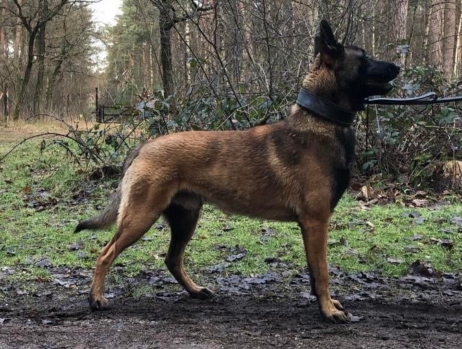 Mechelse Herder Dekreu, Reu, Parvo, Eén hond, 3 tot 5 jaar