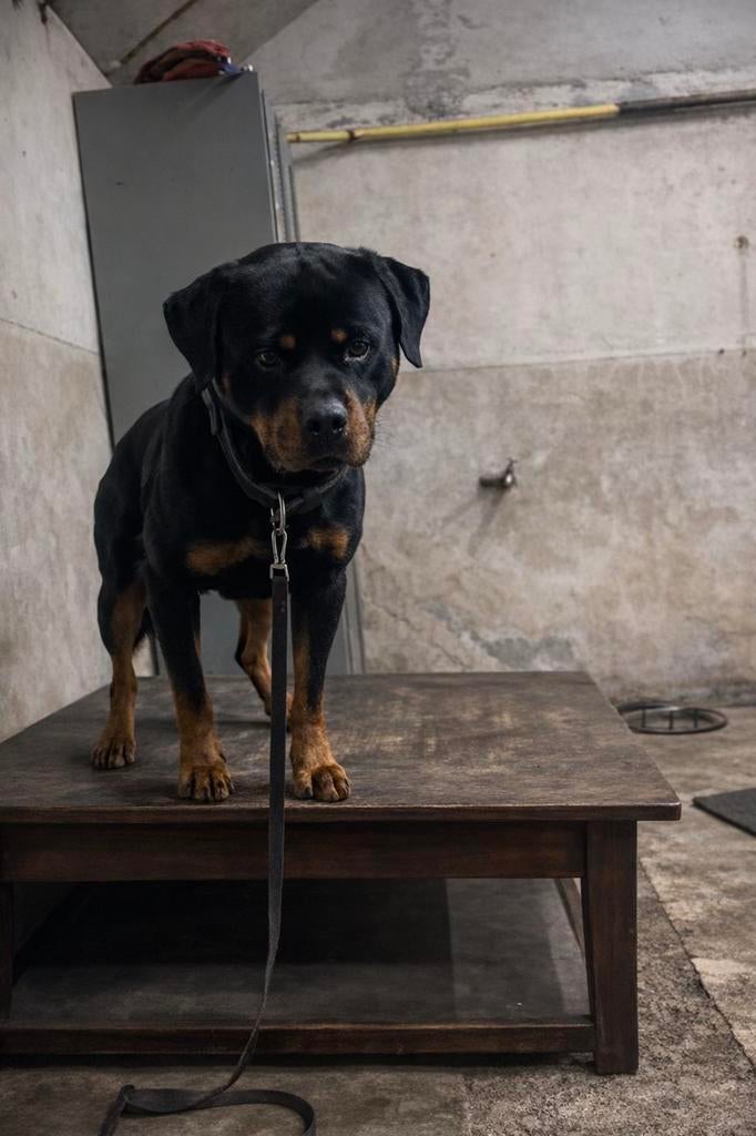 Rottweiler Stamboom Dekreu Getest & Bewezen!✅, Parvo, Reu, Eén hond, 3 tot 5 jaar