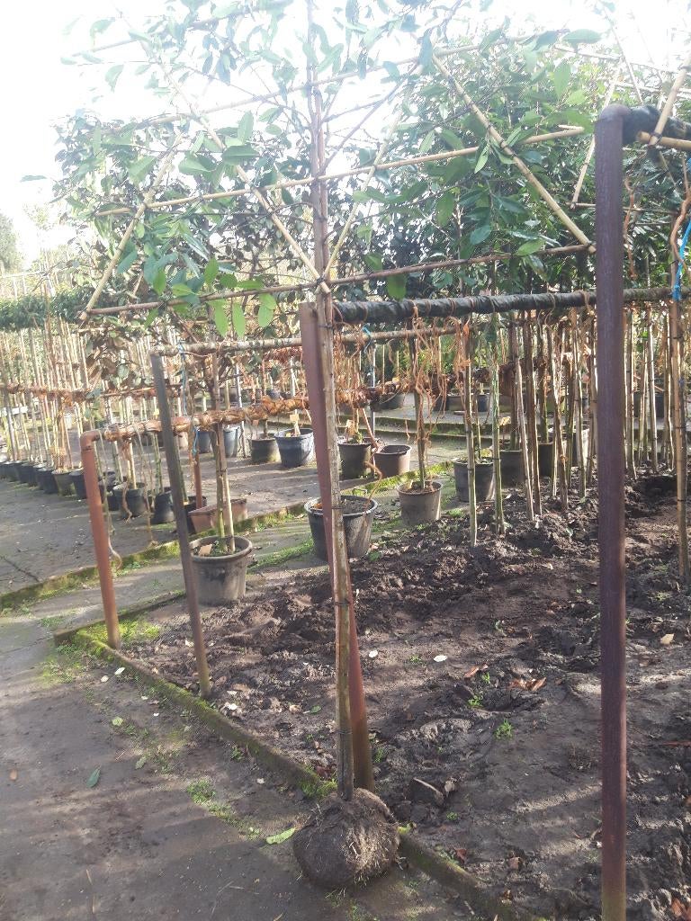 Photinia fras. Red Robin als leiboom op 150 cm in pot ., Tuin en Terras, Leiboom, 250 tot 400 cm, Zomer, Ophalen