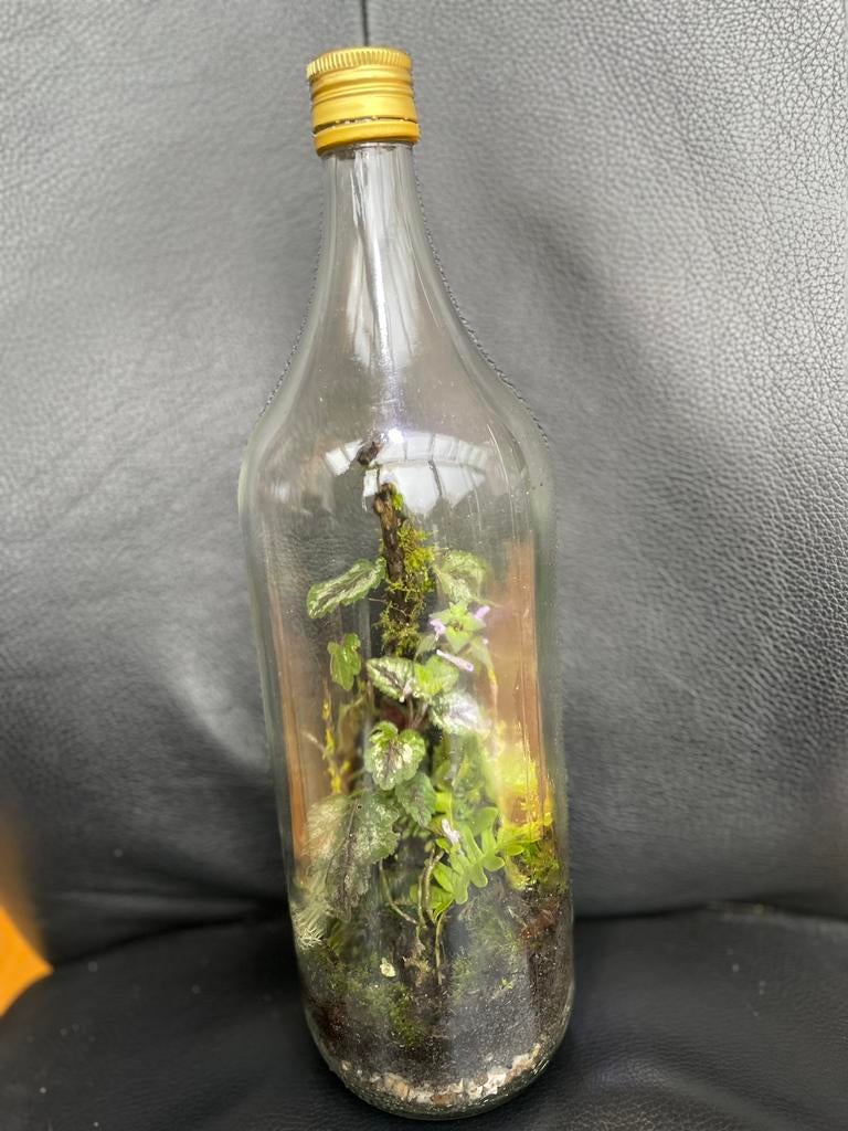 Ecosysteem- terrarium - klein tuintje - flessentuin, Ophalen, Halfschaduw, Minder dan 100 cm