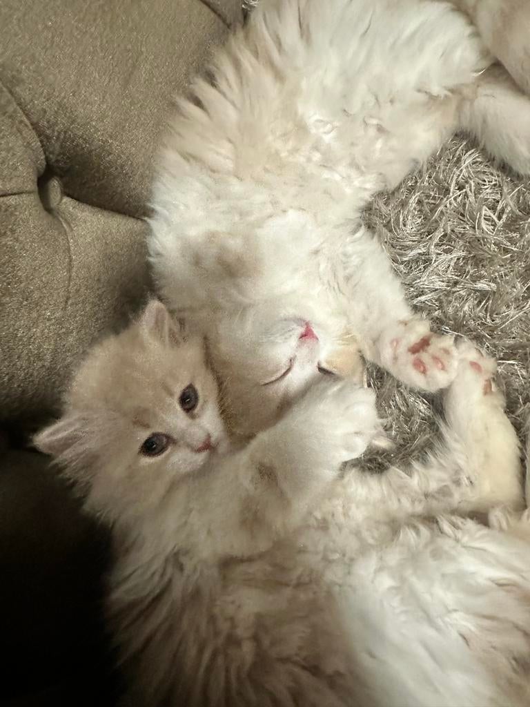 Zachte, speelse kater van 3 augustus zoekt nieuw huisje, Kater