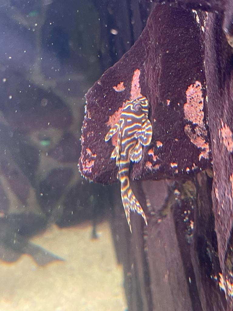 L 333 pleco 5-6 cm, Vis