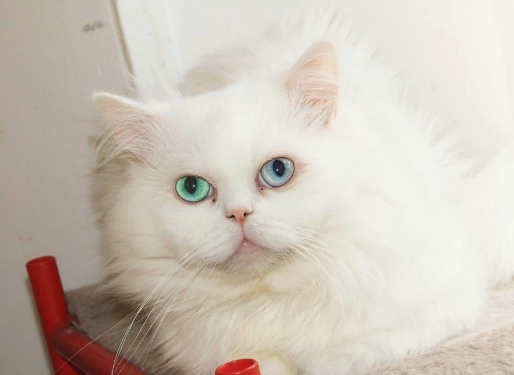 Te koop: prachtige witte Perzische kat met verschillende oog, Dieren en Toebehoren, Katten en Kittens | Raskatten | Langhaar, Kater