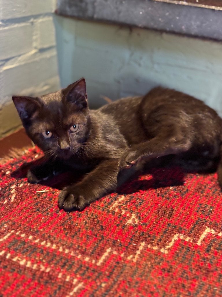Brits korthaar kittens britse, Dieren en Toebehoren, Meerdere dieren, Kortharig, 0 tot 2 jaar