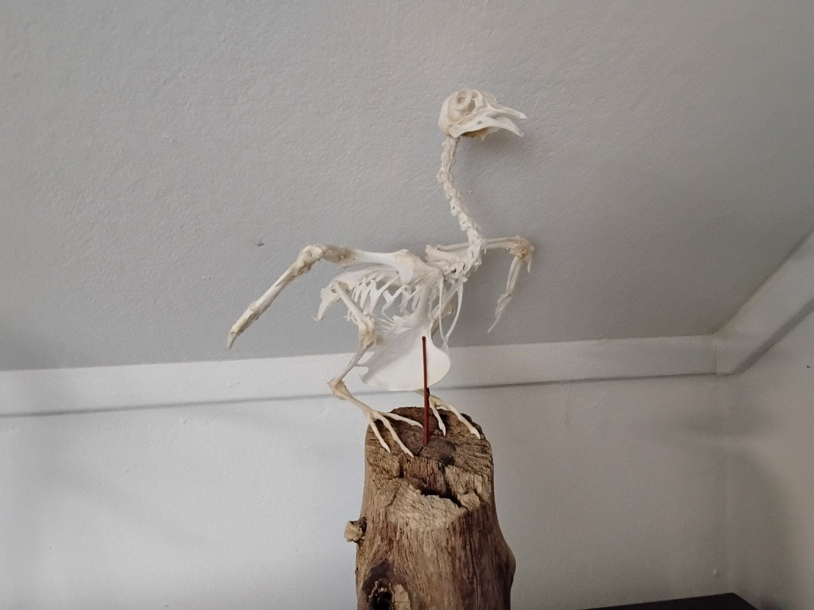 Skelet van een duif op houten sokkel, Ophalen