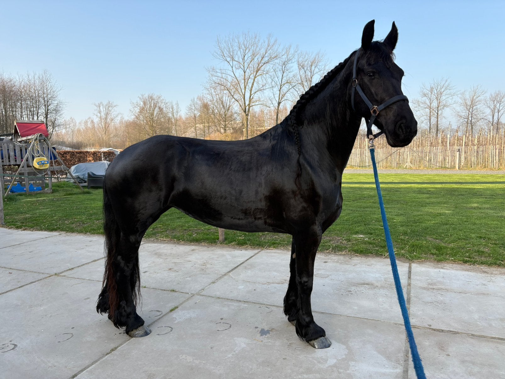 6-jarige Fries, merrie, veelzijdig, L1 dressuur, Merrie, Met stamboom, Dressuurpaard, 3 tot 6 jaar