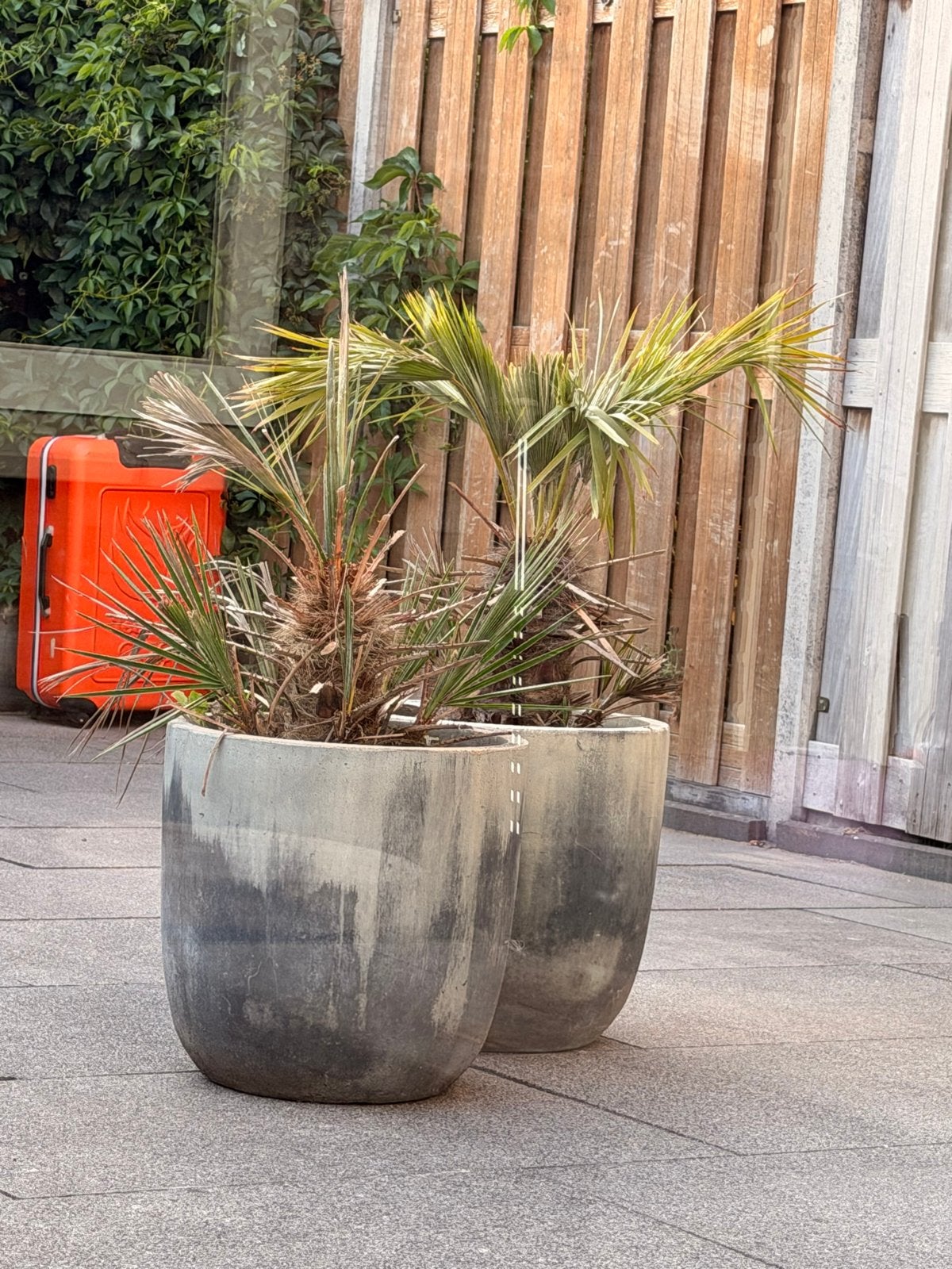 Grote betonnen plantenbakken met palmen, Ophalen, Gebruikt, Balkon, 40 cm of meer