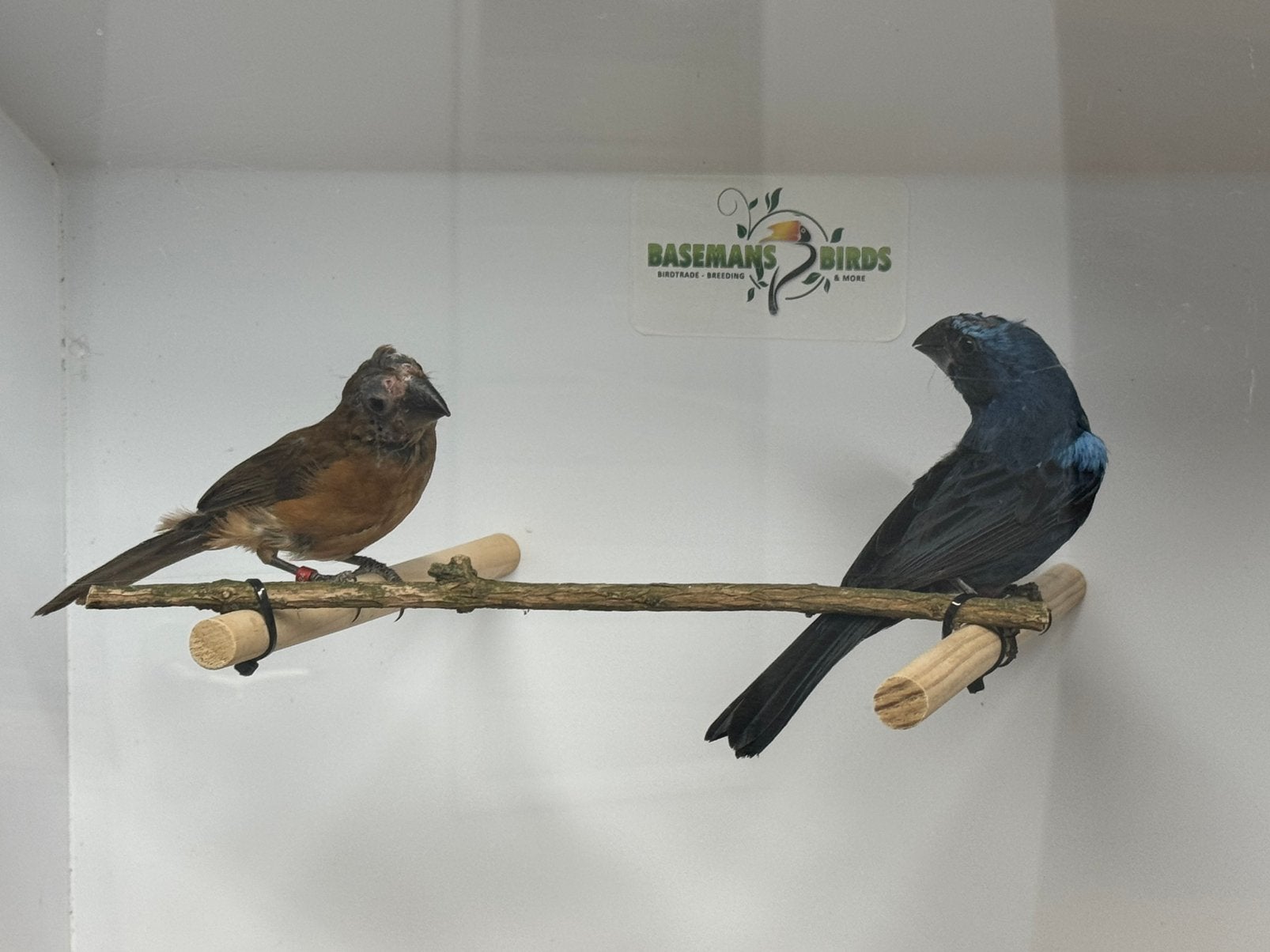 Braziliaanse blauwe bisschop - cyanloxia brissonii, Meerdere dieren, Tropenvogel, Geringd