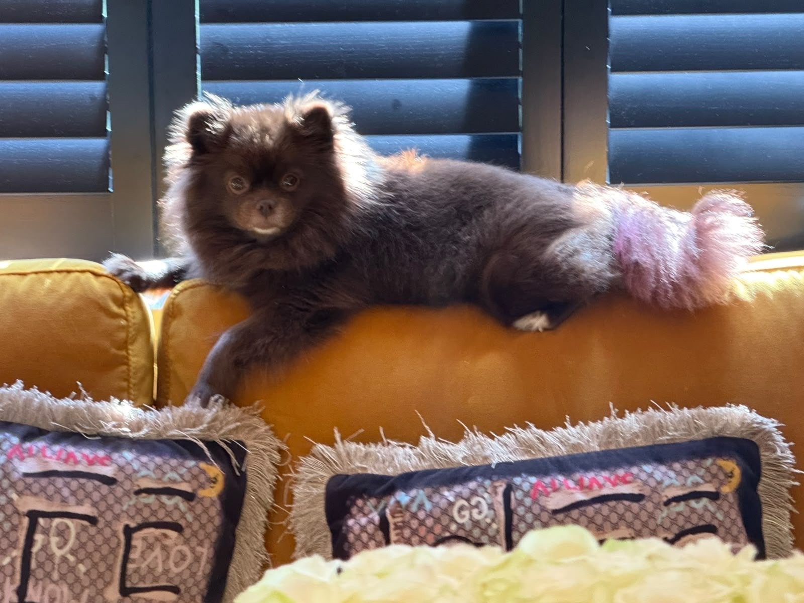 Pomeriaan mix toypoedel, CDV (hondenziekte), 8 tot 15 weken, Geslacht onbekend, Meerdere
