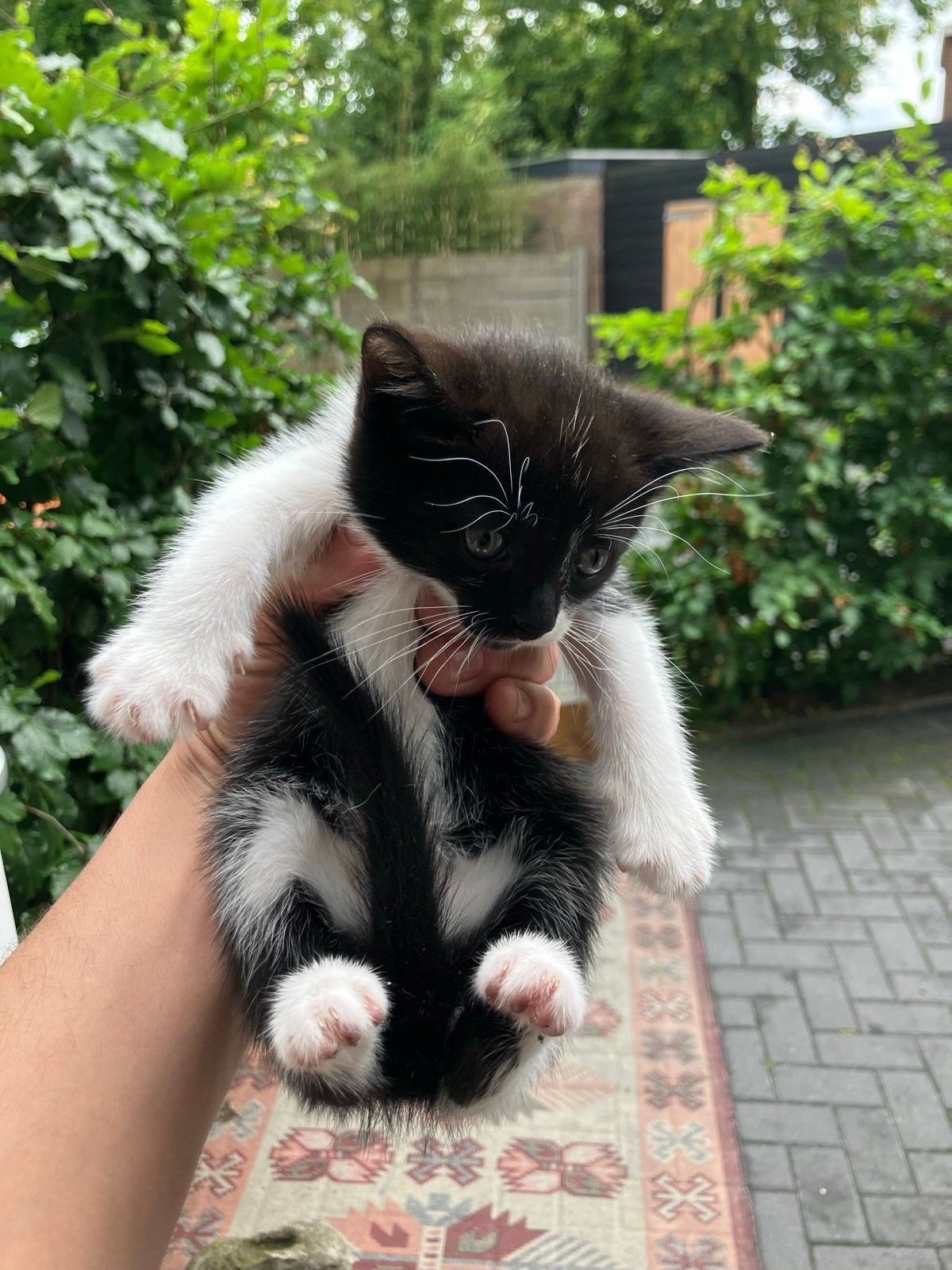 kitten