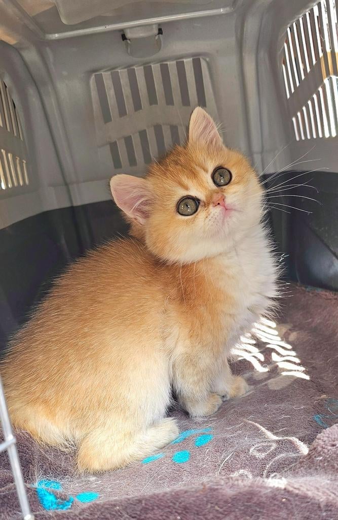 Erg mooi Britse kortharige kittens Golden shell met STAMBOOM, Dieren en Toebehoren, Meerdere dieren, Met stamboom, 0 tot 2 jaar