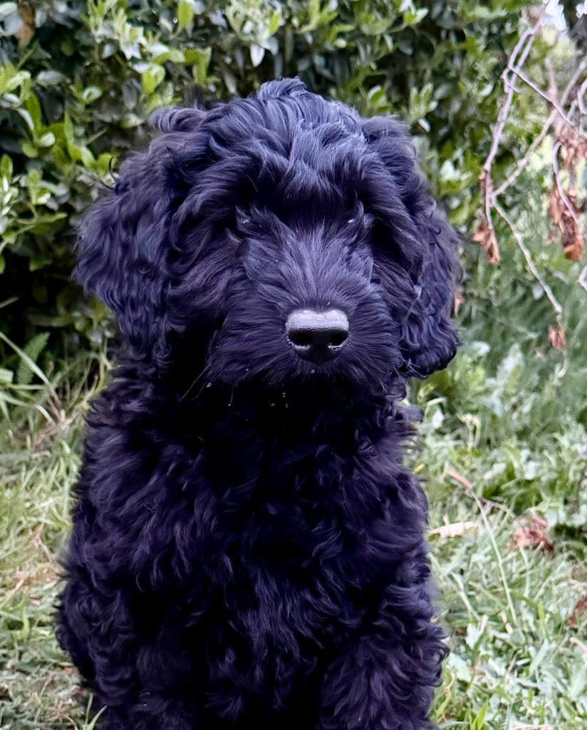Labradoodle pup reu  zwart medium, Parvo, Reu, 8 tot 15 weken, Eén hond