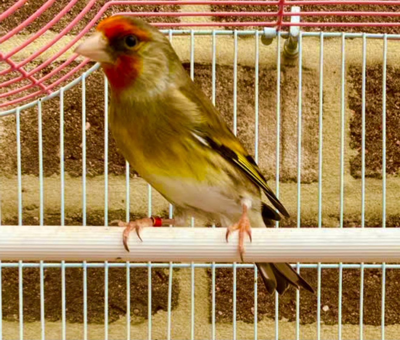 Baastard putters & baastard vogels ik zoek, Mannelijk, Wildzangvogel, Geringd